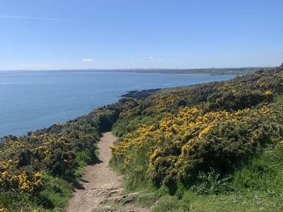 A narrow coastal path at Clogherhead winding through yellow gorse above the calm Irish Sea under a clear blue sky.